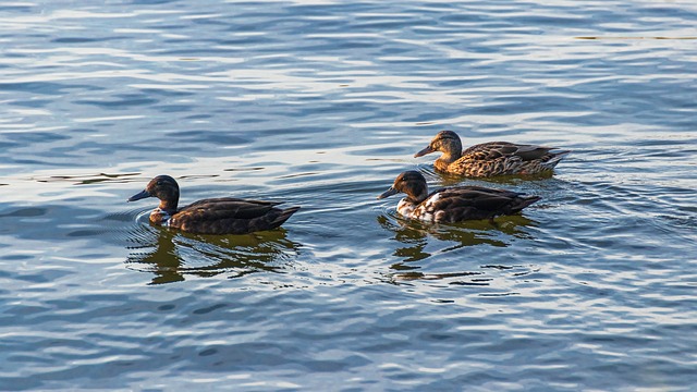 10 smarte tricks til at løse svære krydsord