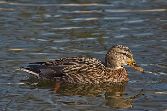 Undgå de typiske fejl, når du løser krydsord